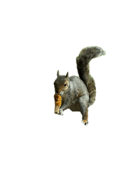 Charlotte Mayoral Candidate 2027